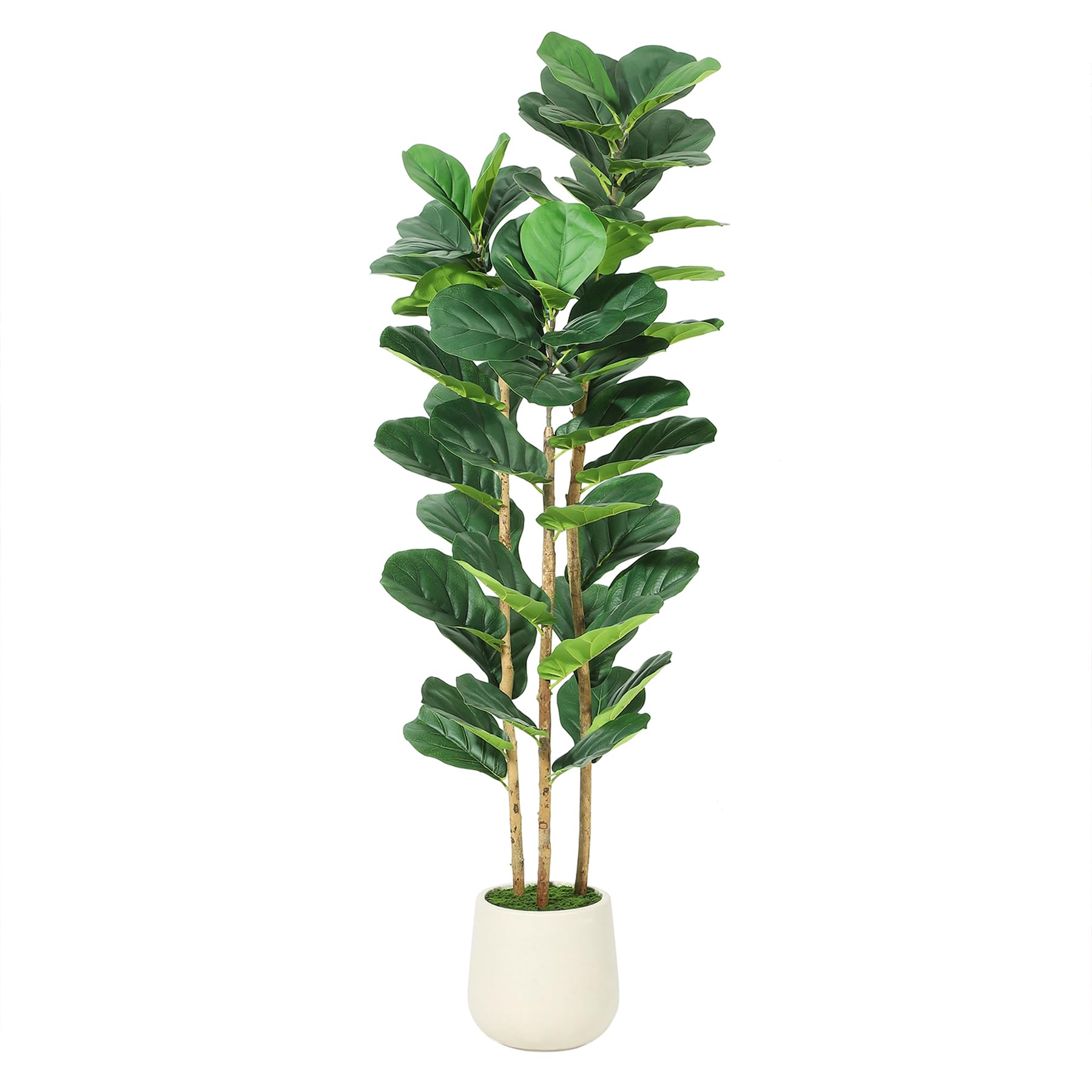 Ficus lyrata artificiel avec p - Rubber Plant Ficus avis et prix