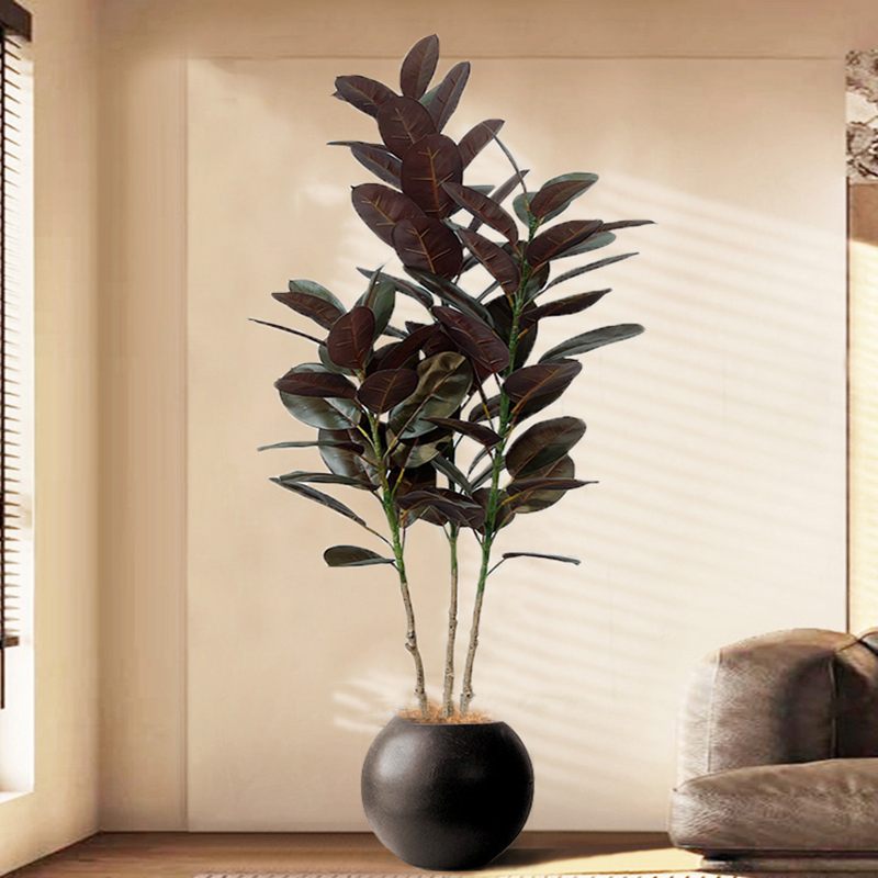 Grand Ficus en Caoutchouc Arti - Rubber Plant Ficus avis et prix